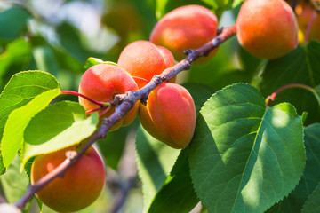 Ripe apricots during the harvest