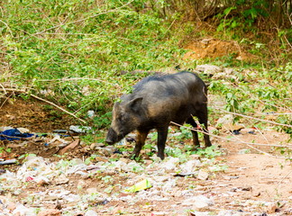 Pigs roaming free in the city of Bangalore India. These pigs are owned by local people who let them forage in the waste litter during the day and lock them in pens at night.