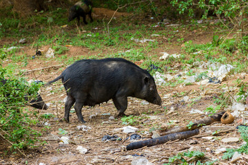 Pigs roaming free in the city of Bangalore India. These pigs are owned by local people who let them forage in the waste litter during the day and lock them in pens at night.