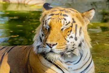 Tiger resting in a national park in India. These national treasures are now being protected, but due to urban growth they will never be able to roam India as they used to. 