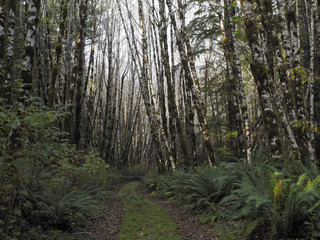 Obraz premium Abandoned Logging Road