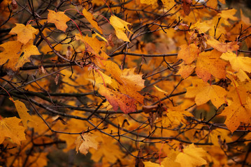 Tło - jesień - coraz mniej liści - obrazy, fototapety, plakaty