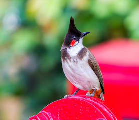 The red-whiskered bulbul is a passerine bird found in Asia. It is a member of the bulbul family. It is a resident frugivore found mainly in tropical Asia. It has been introduced in many tropical areas