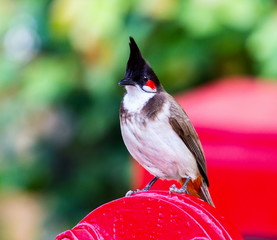 The red-whiskered bulbul is a passerine bird found in Asia. It is a member of the bulbul family. It is a resident frugivore found mainly in tropical Asia. It has been introduced in many tropical areas