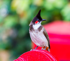 The red-whiskered bulbul is a passerine bird found in Asia. It is a member of the bulbul family. It is a resident frugivore found mainly in tropical Asia. It has been introduced in many tropical areas