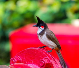 The red-whiskered bulbul is a passerine bird found in Asia. It is a member of the bulbul family. It is a resident frugivore found mainly in tropical Asia. It has been introduced in many tropical areas