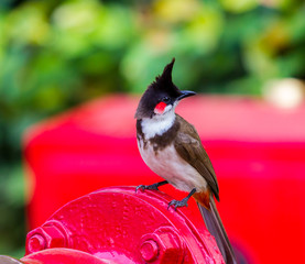 The red-whiskered bulbul is a passerine bird found in Asia. It is a member of the bulbul family. It is a resident frugivore found mainly in tropical Asia. It has been introduced in many tropical areas