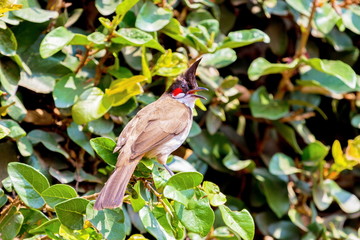 The red-whiskered bulbul is a passerine bird found in Asia. It is a member of the bulbul family. It is a resident frugivore found mainly in tropical Asia. It has been introduced in many tropical areas