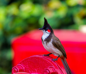 The red-whiskered bulbul is a passerine bird found in Asia. It is a member of the bulbul family. It is a resident frugivore found mainly in tropical Asia. It has been introduced in many tropical areas