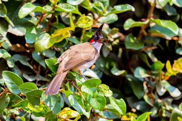 The red-whiskered bulbul is a passerine bird found in Asia. It is a member of the bulbul family. It is a resident frugivore found mainly in tropical Asia. It has been introduced in many tropical areas