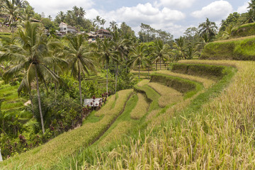 Fototapeta na wymiar Terrace rice fields in Tegallalang, Ubud, Bali, Indonesia
