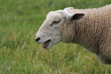 Sheep