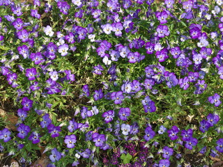 Naklejka premium パンジー