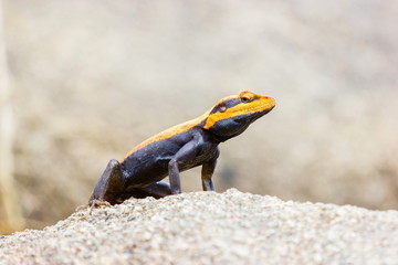 The Peninsular rock agama or South Indian rock agama. This species of lizard has a large head that is elongated and depressed, with the cheeks swollen in adult males