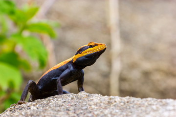 The Peninsular rock agama or South Indian rock agama. This species of lizard has a large head that is elongated and depressed, with the cheeks swollen in adult males