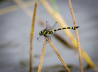 The golden-ringed dragonfly is a striking specimen with an elongated black and yellow striped abdomen. This species is widespread but these were photographed near 