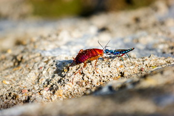 The emerald cockroach wasp or jewel wasp is a solitary wasp. It is known for its unusual reproductive behavior, which involves stinging a cockroach and using it as a host for its larvae as shown here.