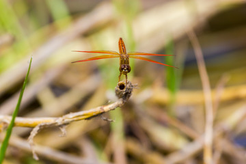 This dragonfly is found in India. This species is widespread but these were photographed near Bangalore India.