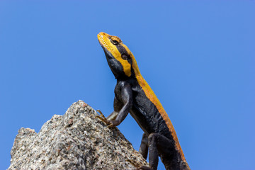 The Peninsular rock agama or South Indian rock agama. This species of lizard has a large head that is elongated and depressed, with the cheeks swollen in adult males
