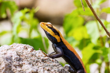 The Peninsular rock agama or South Indian rock agama. This species of lizard has a large head that is elongated and depressed, with the cheeks swollen in adult males