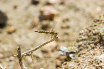 This dragonfly is found in India. This species is widespread but these were photographed near Bangalore India.