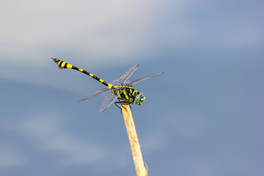 The golden-ringed dragonfly is a striking specimen with an elongated black and yellow striped abdomen. This species is widespread but these were photographed near 