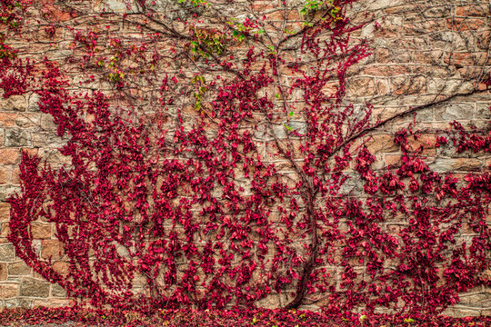 red leaf vine and branches on stone wall