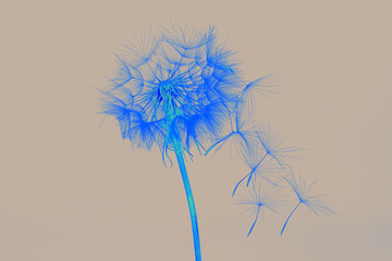 Obraz premium dandelion and its flying seeds in a bright color inversion