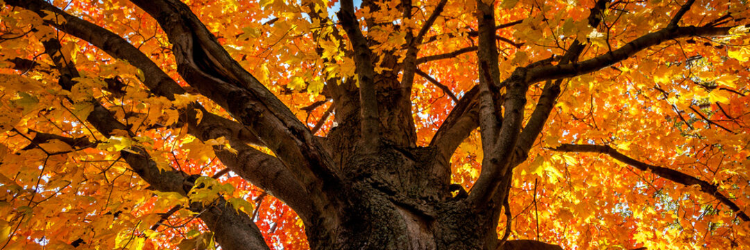 Fototapeta Maple tree in autumn