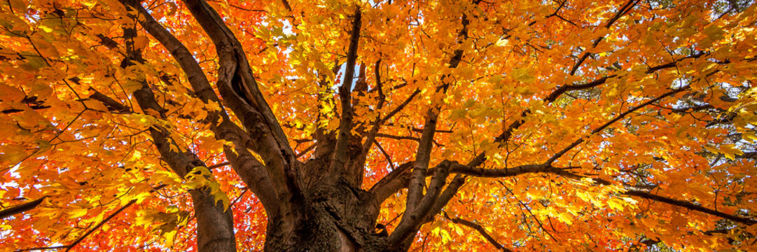 Fototapeta Maple tree in autumn