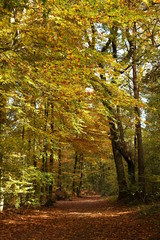 Beautiful romantic alley in a park with colorful trees and sunlight. autumn natural background