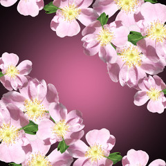 Fototapeta na wymiar Beautiful floral pattern of pink dogrose 