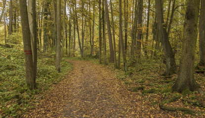 Obraz premium Forest under Divci Kamen ruin of castle in autumn