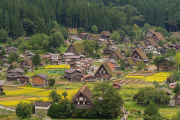 Shirakawago, Japan - September 23, 2016: Aerial view on a section of Shirakawago. Surrounded by rice paddies in different stages of riping and harvesting.