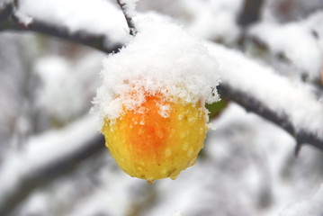 Delicious winter ripe apples grow on the tree and decorate the snowy garden. The beauty of the...