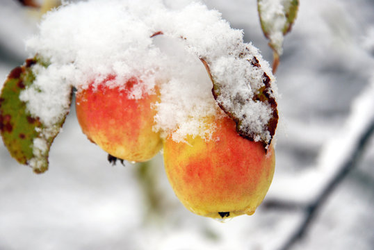 Delicious winter ripe apples grow on the tree and decorate the snowy garden. The beauty of the Northern nature