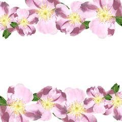 Obraz na płótnie Canvas Beautiful floral pattern of pink dogrose 