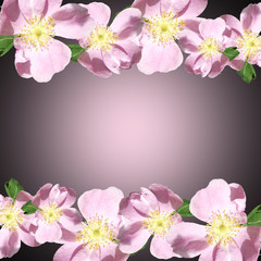 Obraz na płótnie Canvas Beautiful floral pattern of pink dogrose 