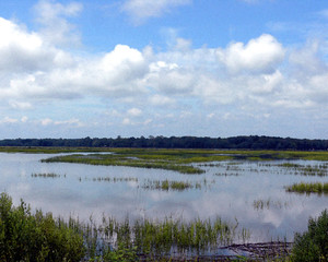 Marsh near Beaufort