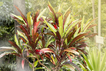 Fototapeta premium colorful of corton,dot color leaf,colorful of leaf