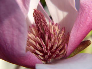 Magnolia Flower