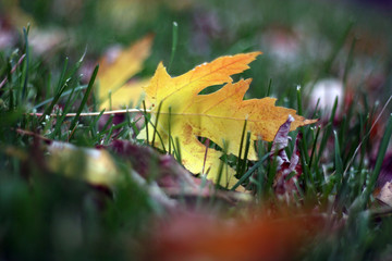 automne