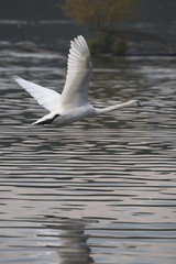 Mute Swan, cygnus olor