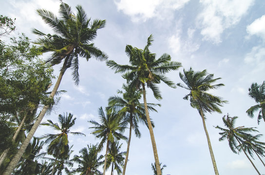 beautiful nature, coconut tree over cloudy and blue sky.