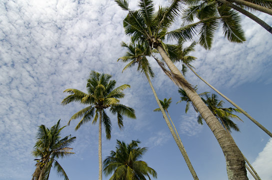 beautiful nature, coconut tree over cloudy and blue sky.