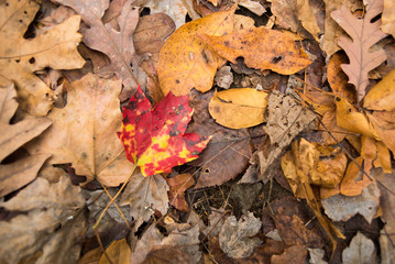 Alone orange maple leaf among other died leaves.