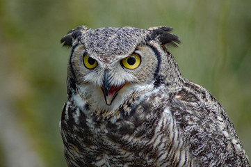 Closeup Owl
