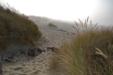 Oregon coast dunes with brush in foreground