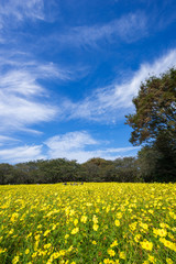 Obraz premium 大空と秋桜