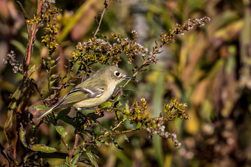 Arctic Warbler